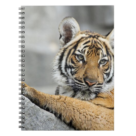 Tiger16 Notizblock (Vorderseite)