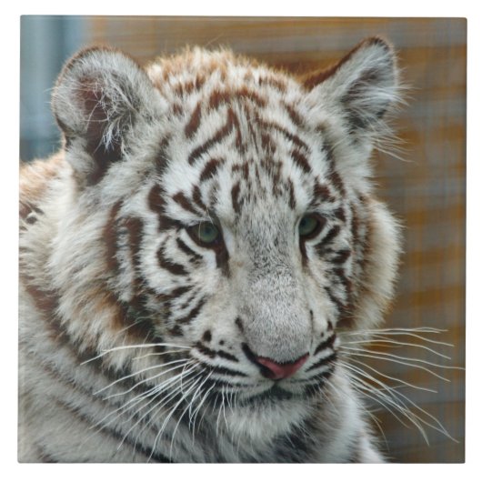 Tiger20151001 Fliese (Vorderseite)