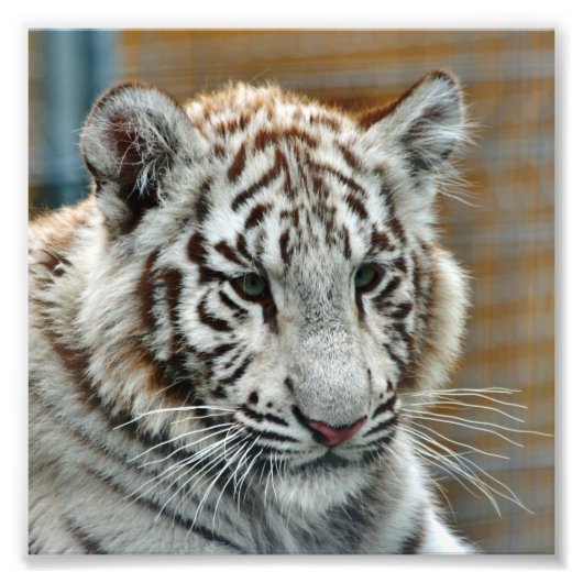 Tiger20151001 Fotodruck (Vorne)