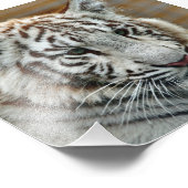 Tiger20151001 Fotodruck (Ecke)