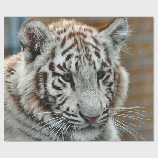 Tiger20151001 Geschenkpapier (Flach)
