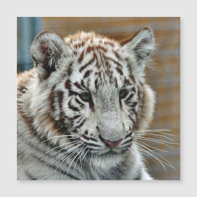 Tiger20151001 Magnetkarte (Vorderseite)