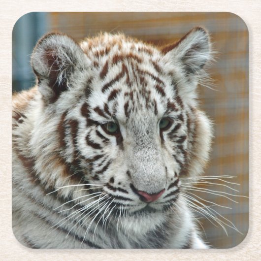Tiger20151001 Rechteckiger Pappuntersetzer (Vorderseite)