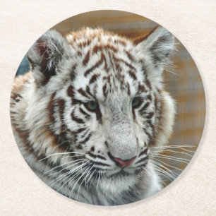 Tiger20151001 Runder Pappuntersetzer