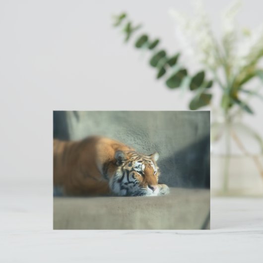 tiger2 postkarte (Stehend Vorderseite)