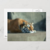 tiger2 postkarte (Vorne/Hinten)