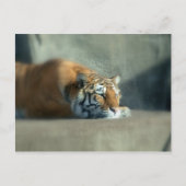 tiger2 postkarte (Vorderseite)