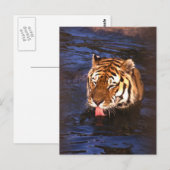 Tiger2 Postkarte (Vorne/Hinten)