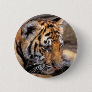 Tiger38 Button