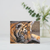 Tiger38 Postkarte (Stehend Vorderseite)