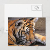 Tiger38 Postkarte (Vorne/Hinten)