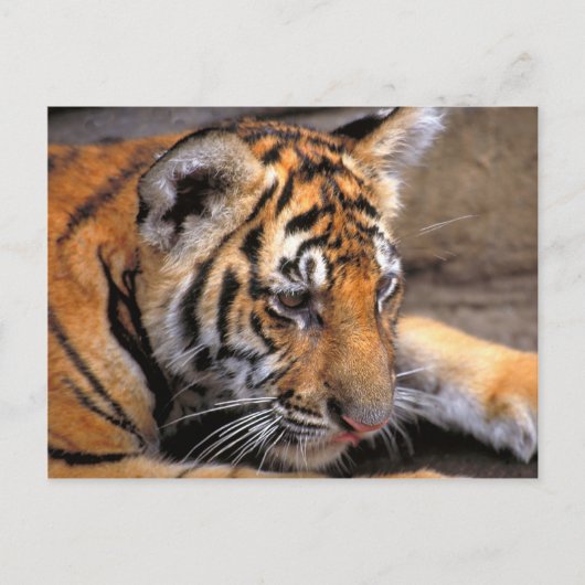 Tiger38 Postkarte (Vorderseite)