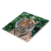 Tiger 001 fliese (Seite)
