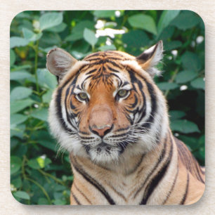 Tiger 001 getränkeuntersetzer