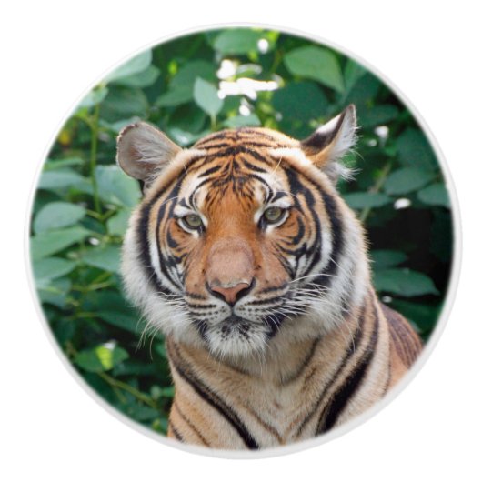 Tiger 001 keramikknauf (Vorderseite)