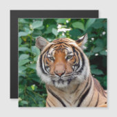 Tiger 001 magnetkarte (Vorne/Hinten)