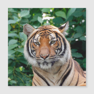 Tiger 001 magnetkarte