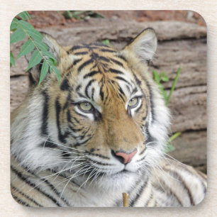 Tiger_002 Getränkeuntersetzer
