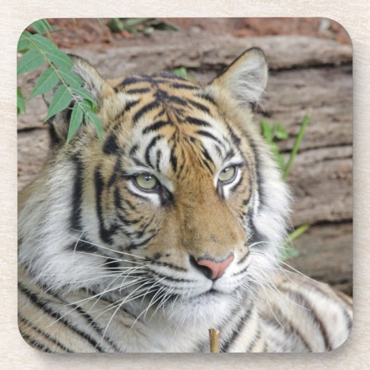 Tiger_002 Getränkeuntersetzer (Vorderseite)