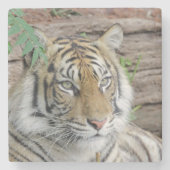 Tiger_002 Steinuntersetzer (Vorderseite)