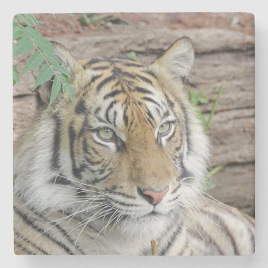 Tiger_002 Steinuntersetzer (Vorderseite)