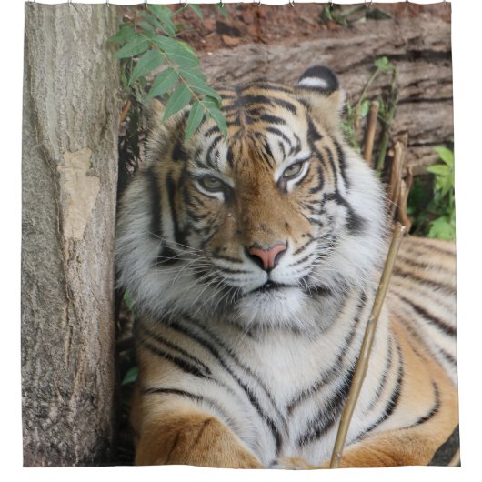 Tiger 005 duschvorhang (Vorderseite)