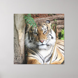 Tiger 005 leinwanddruck