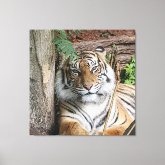 Tiger 005 leinwanddruck (Vorderseite)