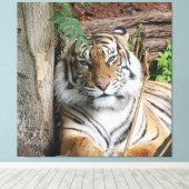 Tiger 005 leinwanddruck (Insitu (Holzboden))