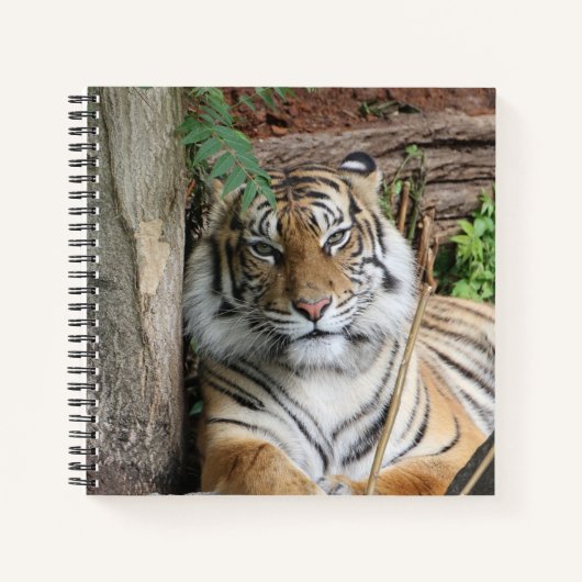 Tiger 005 notizblock (Vorderseite)