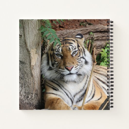 Tiger 005 notizblock (Rückseite)