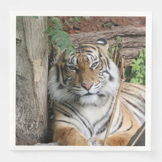 Tiger 005 serviette (Vorderseite)