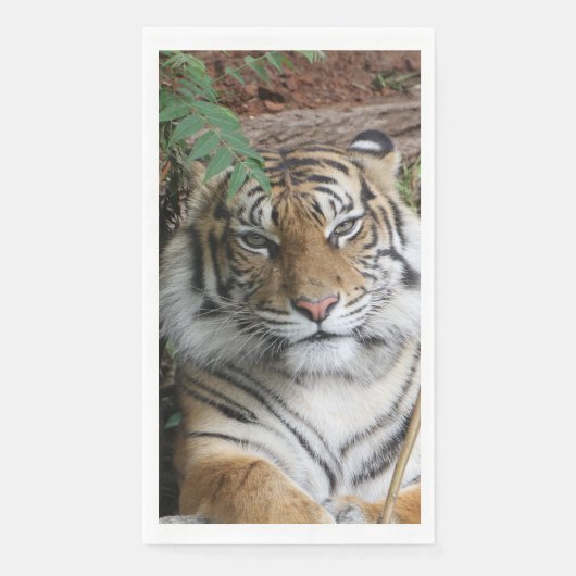 Tiger 005 serviette (Vorderseite)
