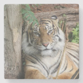 Tiger 005 steinuntersetzer (Vorderseite)