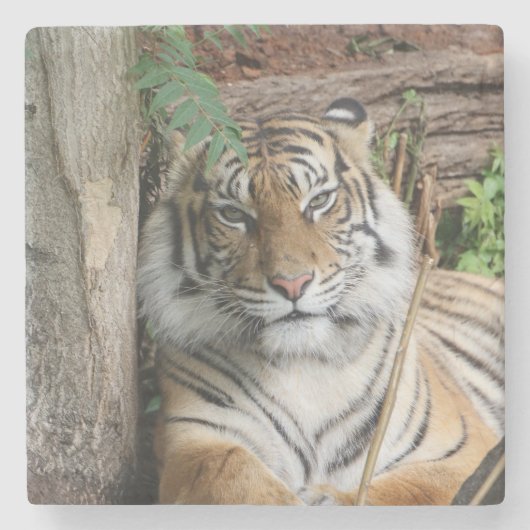 Tiger 005 steinuntersetzer (Vorderseite)