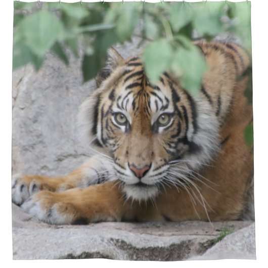 Tiger 008 duschvorhang (Vorderseite)