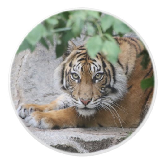 Tiger 008 keramikknauf (Vorderseite)
