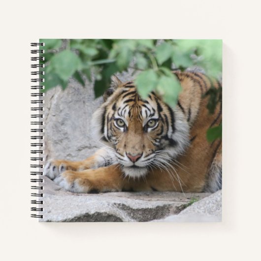 Tiger 008 notizblock (Vorderseite)