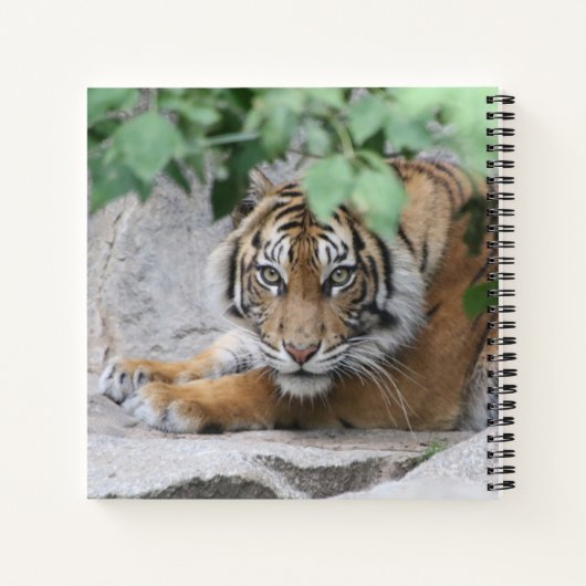 Tiger 008 notizblock (Rückseite)