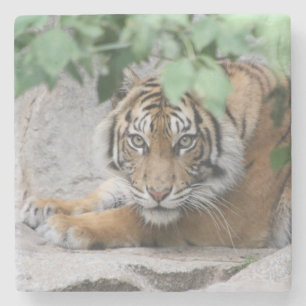 Tiger 008 steinuntersetzer