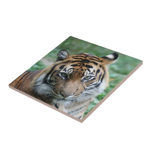 Tiger 012 fliese (Seite)