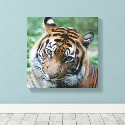 Tiger 013 leinwanddruck (Insitu (Holzboden))