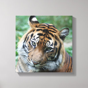 Tiger 013 leinwanddruck