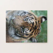 Tiger 013 puzzle (Horizontal)