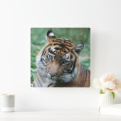 Tiger 013 quadratische wanduhr (Zuhause)