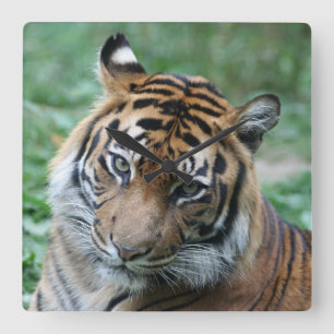 Tiger 013 quadratische wanduhr