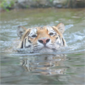 Tiger 028 aufkleber (Vorderseite)