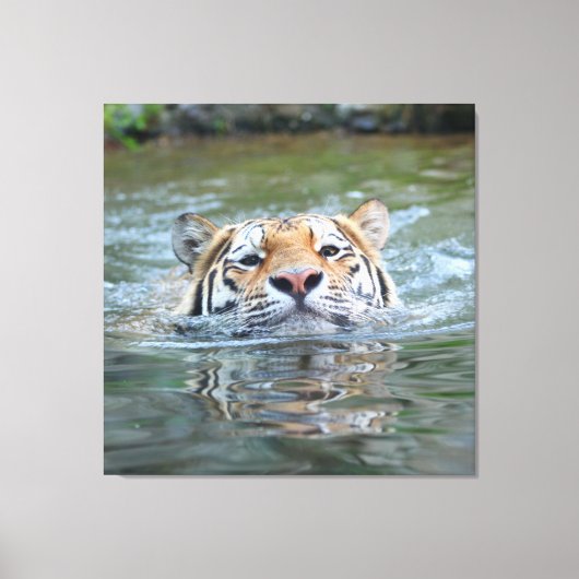 Tiger 028 leinwanddruck (Vorderseite)