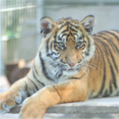 Tiger 034 aufkleber (Vorderseite)