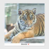 Tiger 034 aufkleber (Blatt)